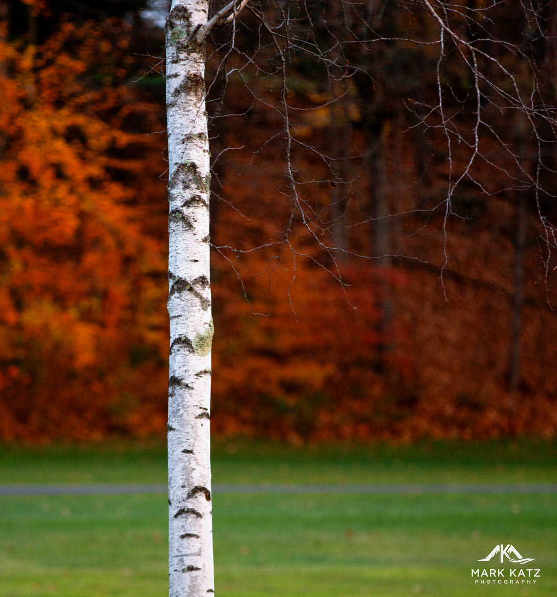 Brilliant birch leaves glowing in autumn sunlight, striking fall fine art photography piece.