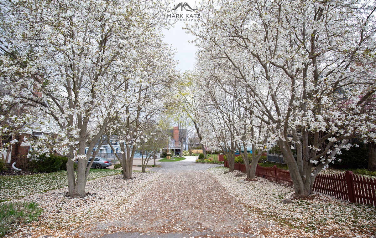 Soft pink flowering trees in spring, delicate blossoms captured in seasonal fine art photography.