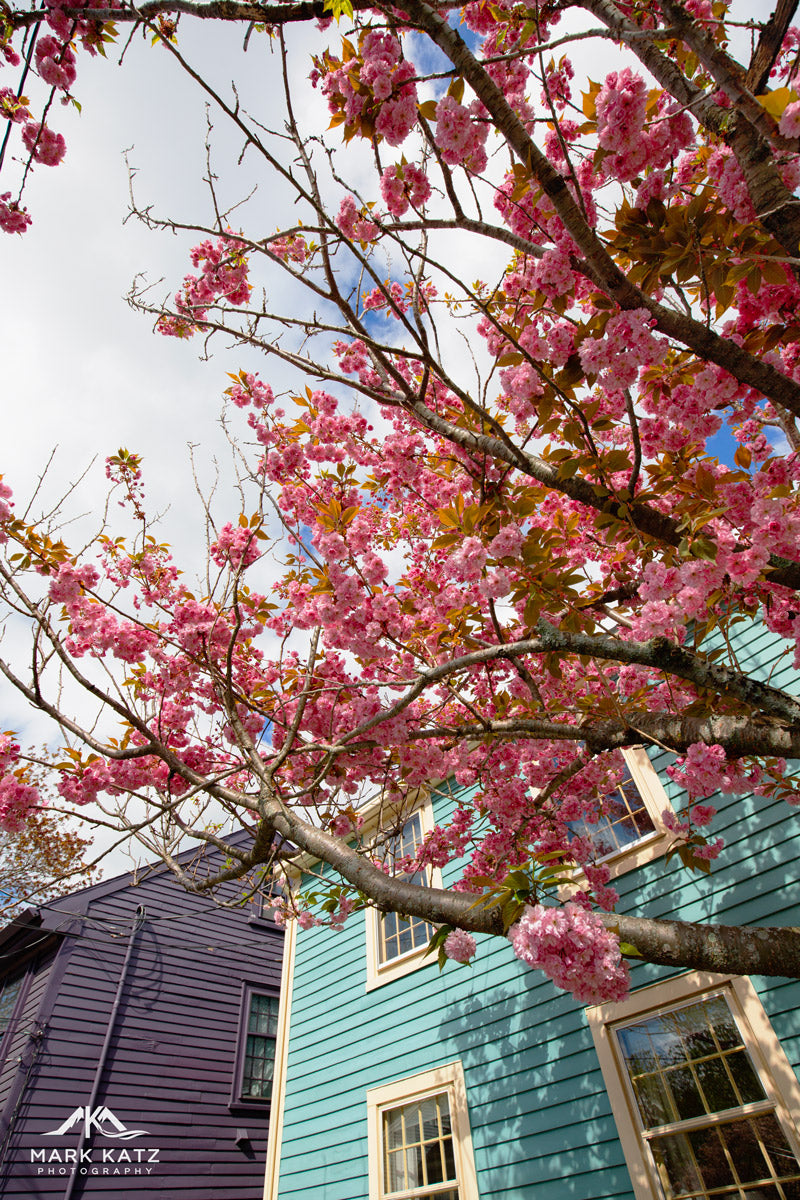 Pink cherry blossoms blooming against sky, vibrant spring palette fine art photography for home decor.