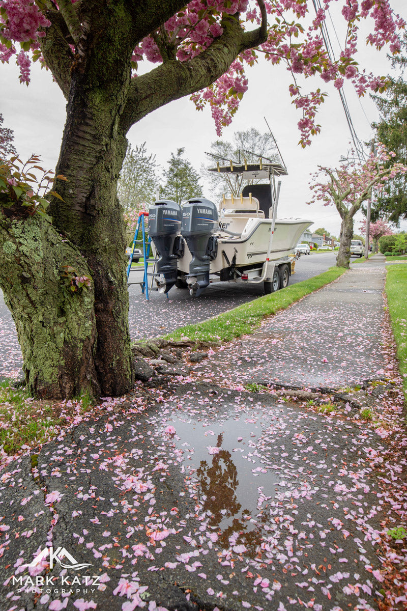 Wet cherry blossom leaves on street evoking spring seasonality, fine art photography print.