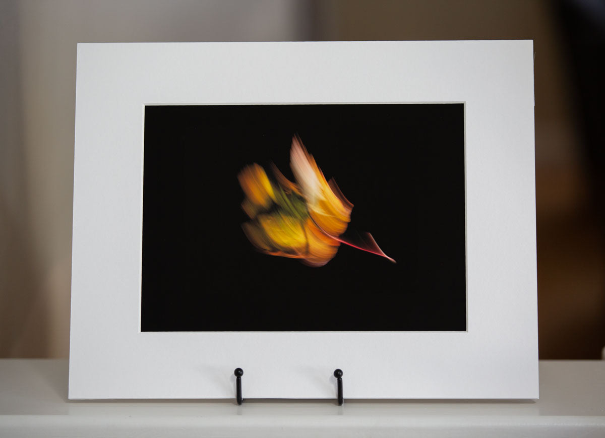 Leaves in Motion (Series)-Mark Katz Photography