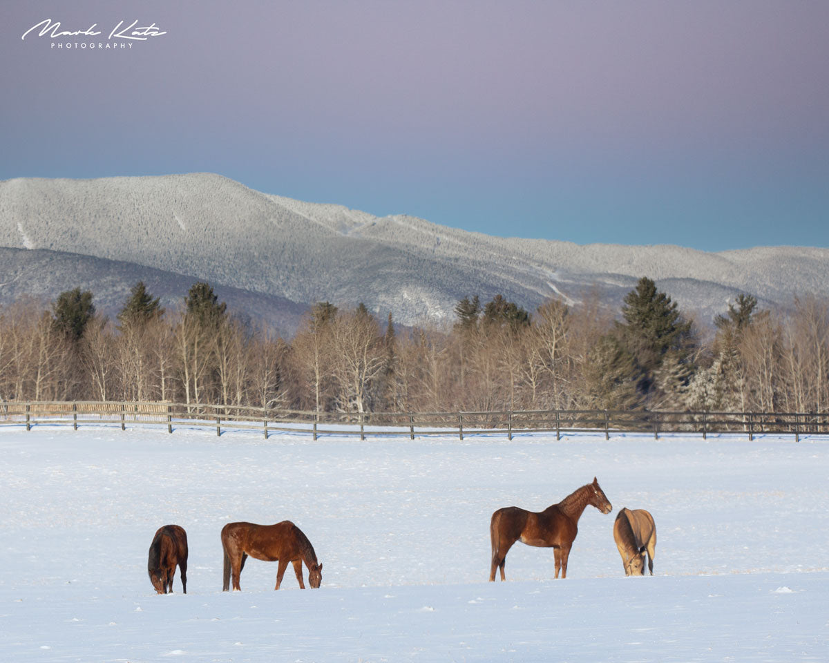 Cows grazing in Vermont hills under pastel skies, charming Vermont countryside fine art photography piece.