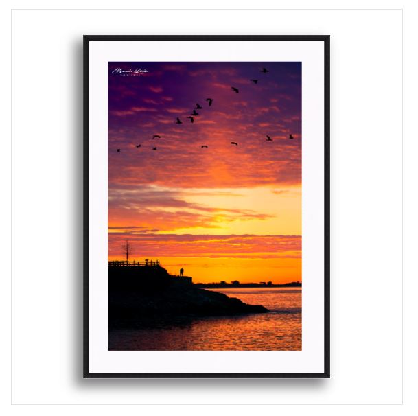 Northern Migration-Mark Katz Photography