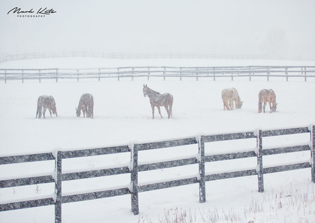 Horses in a snowy field- Minimalist capture- fine art wall decor.