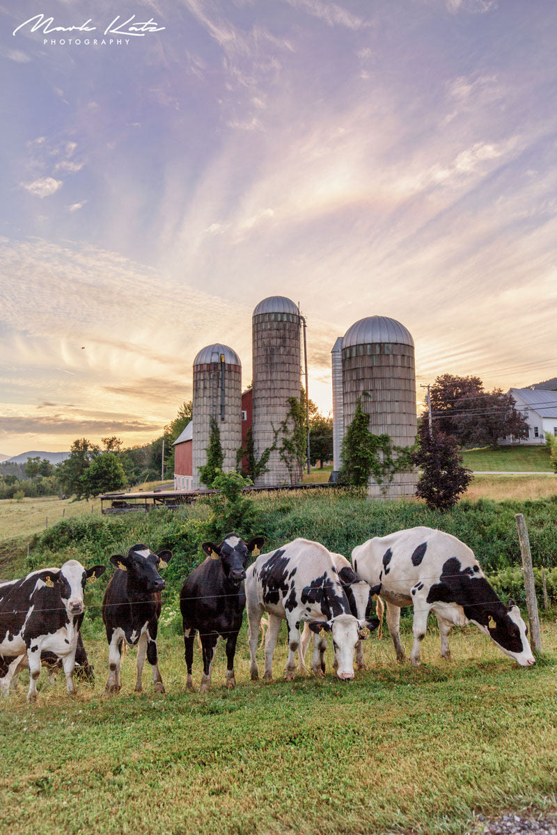 Vermont cows grazing under early sunlight, tranquil morning fine art photography piece.
