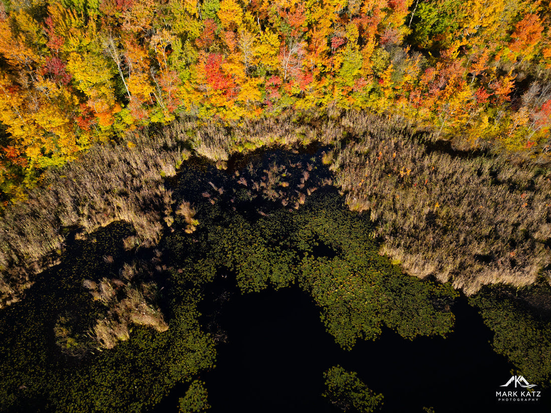 Exploring Ware Pond: Hidden Fall Beauty in Marblehead