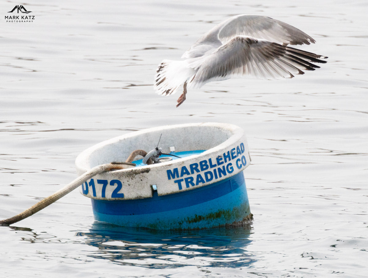 Marblehead Trading Co mooring with a seagull's fully extended wings, marine life fine art photography.