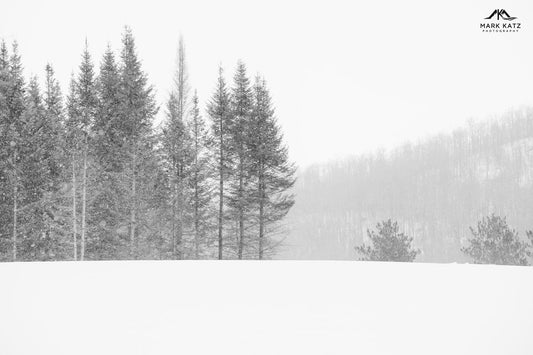 Vermont winter landscape of snow-covered pine trees, black and white fine art photograph by Mark Katz Photography