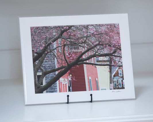 Matted photograph of cherry blossoms in Marblehead