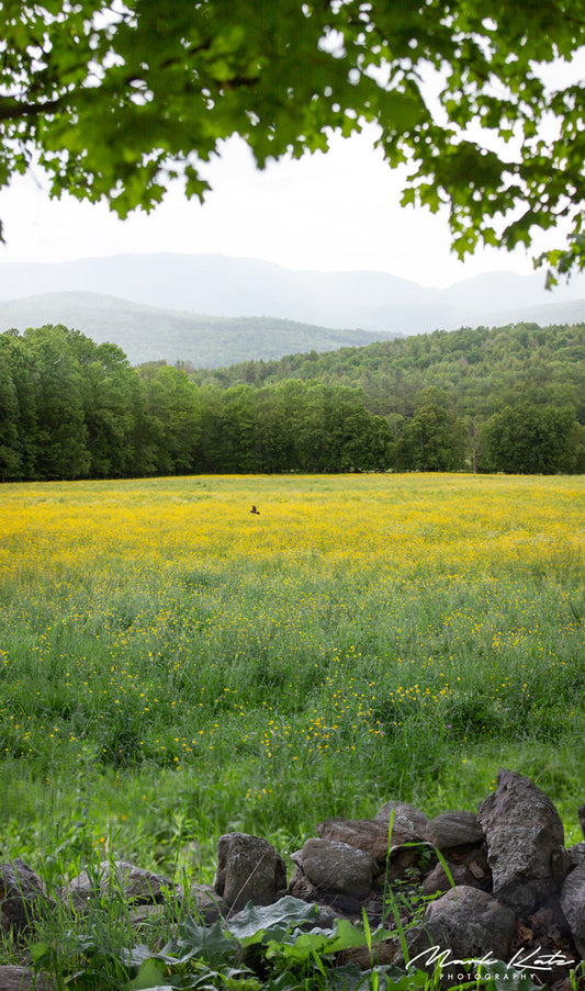 Rolling green valley under soft clouds, poetic fine art landscape photography perfect for rustic decor.