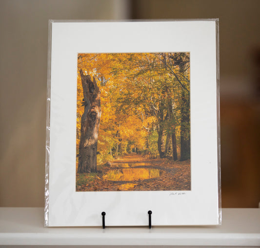 Fine art matted print of a tree-lined path with autumn foliage by Mark Katz Photography
