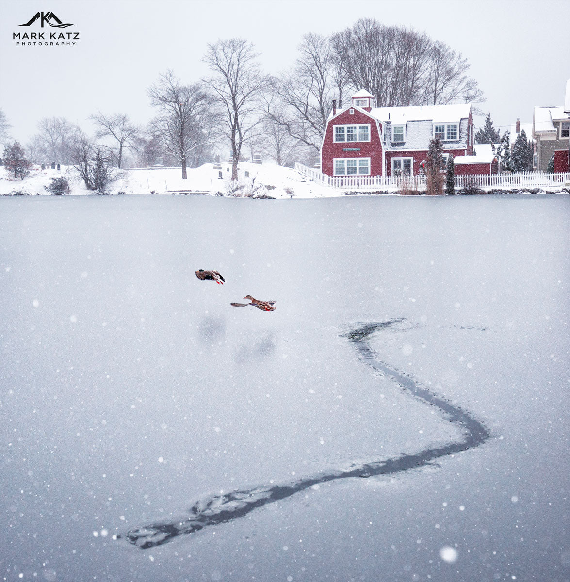 Ducks taking flight over a frozen Redd's Pond, dynamic winter fine art photography 