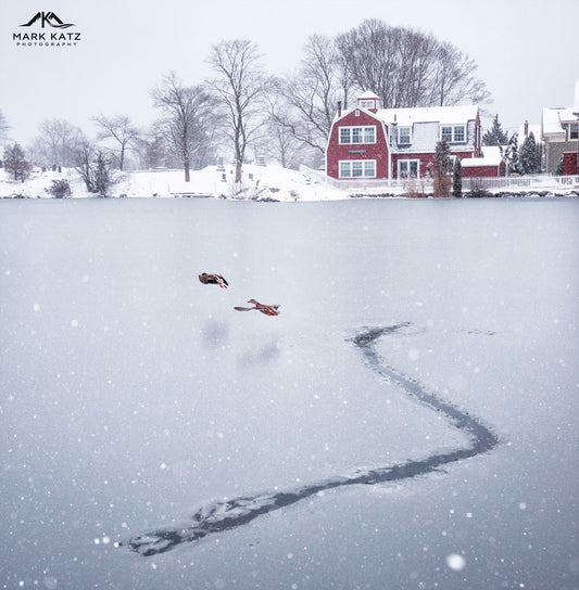 Ducks taking flight over a frozen Redd's Pond, dynamic winter fine art photography 