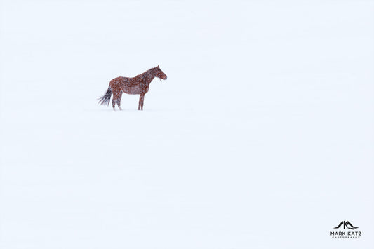 Single horse crossing snowy Vermont fields, open wilderness fine art nature photography for rustic decor.