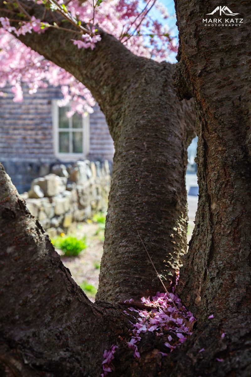 Blossom petals nestled on a tree announcing spring, vibrant wall art for seasonal decor.