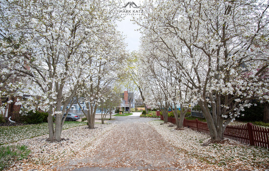 Soft pink flowering trees in spring, delicate blossoms captured in seasonal fine art photography.