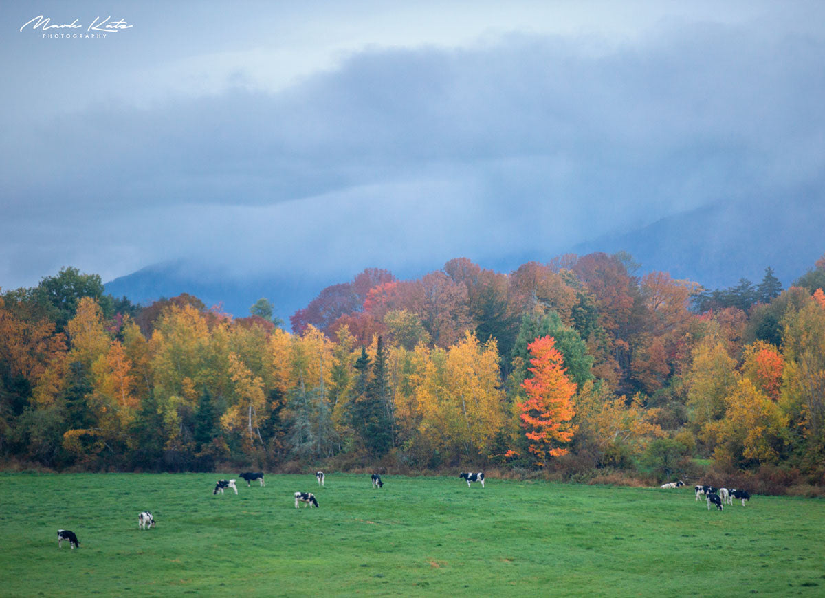 Cows grazing in colorful mountain pasture, vibrant Vermont countryside fine art photography print.