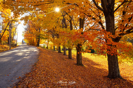 Golden autumn forest path leading into unknown, fine art photography capturing lost moments of fall.