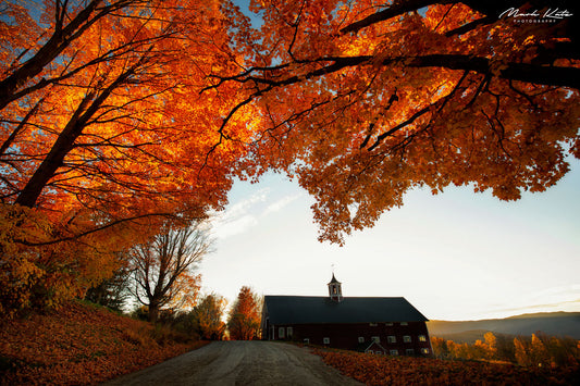 Fiery orange leaves creating autumn canopy overhead, vibrant fall fine art photography for seasonal decor.