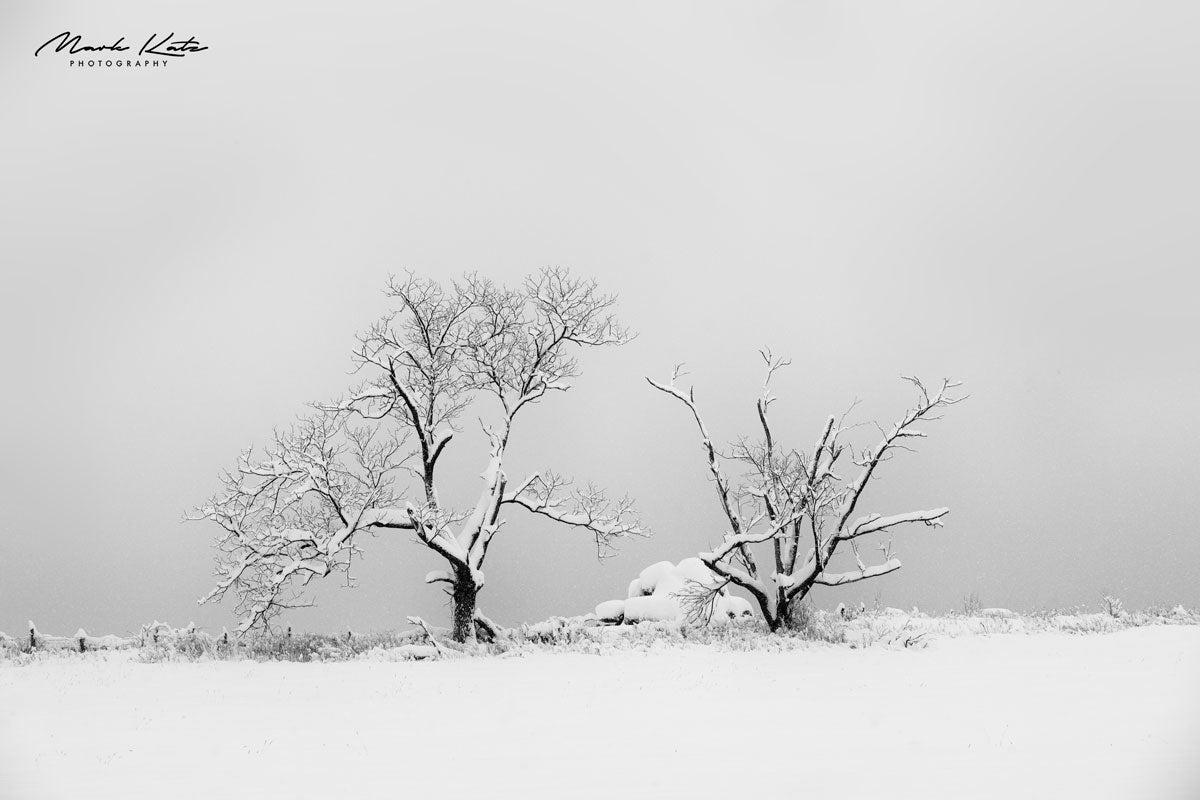 Bare winter trees standing starkly against snowy background, minimalist fine art winter photography.
