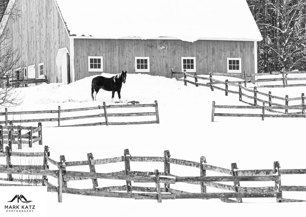 Horse standing in a snowy field with wooden fences and a barn in the background