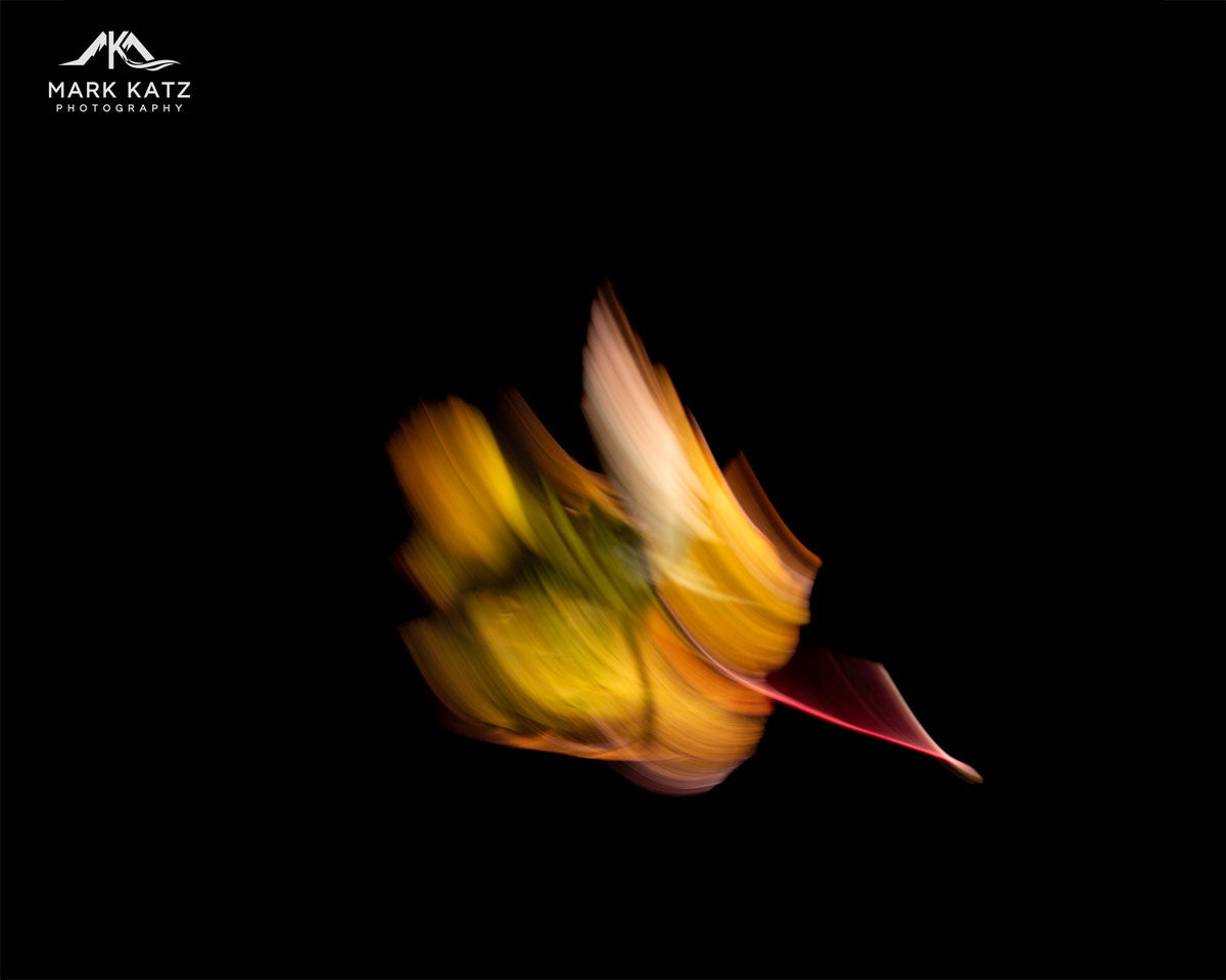 Leaves in Motion (Series)-Mark Katz Photography