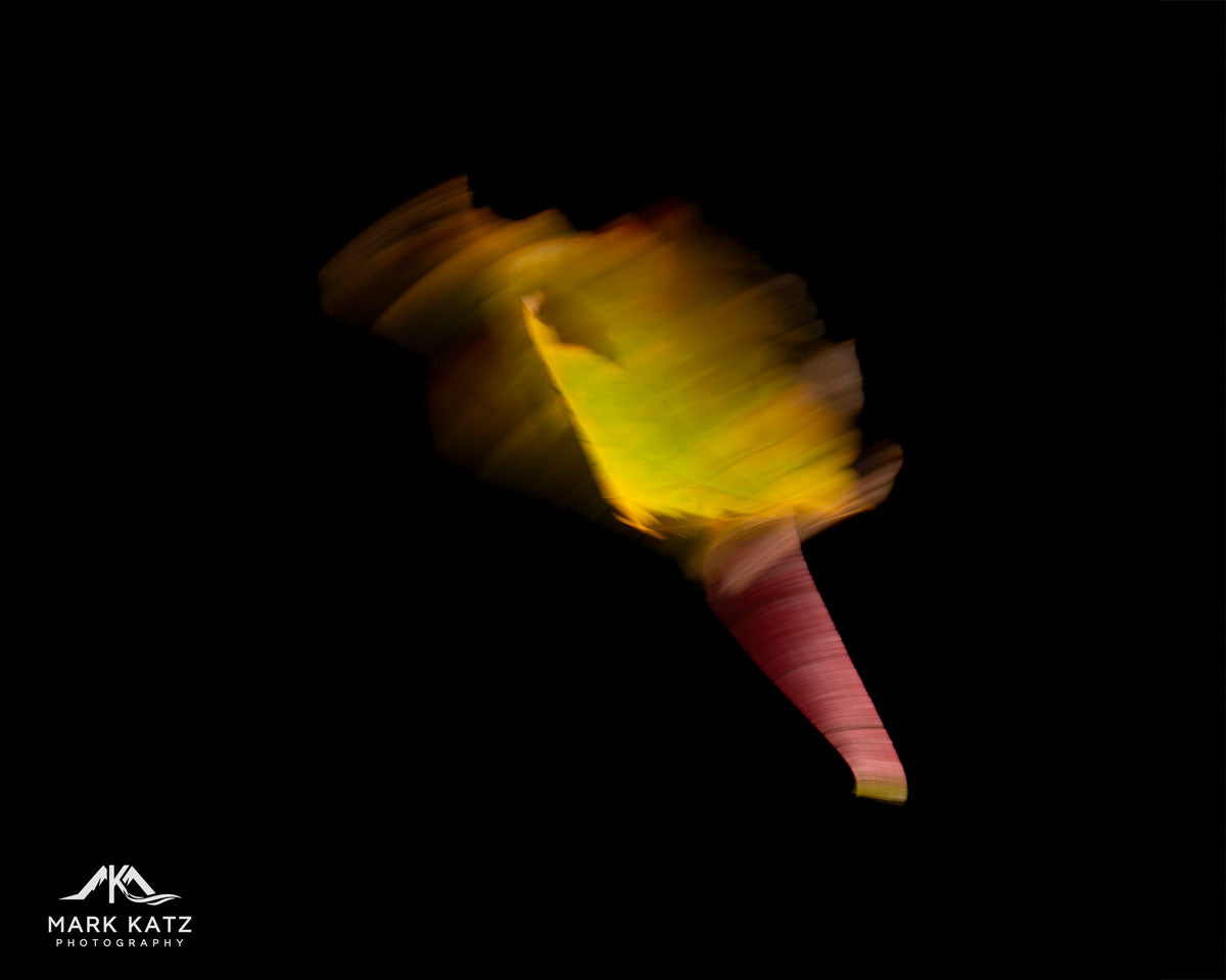 Long exposure photography fine art print of autumn leaves