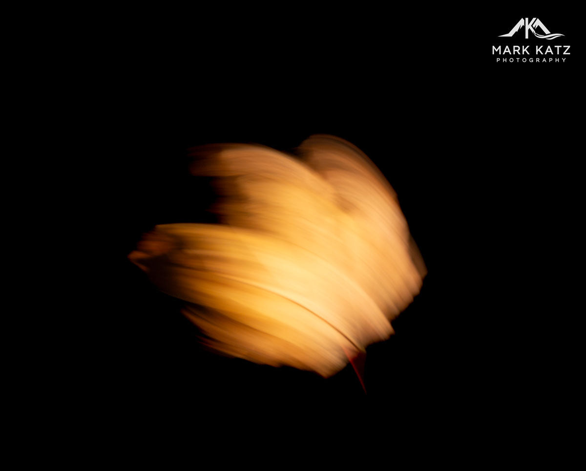 Leaves in Motion (Series)