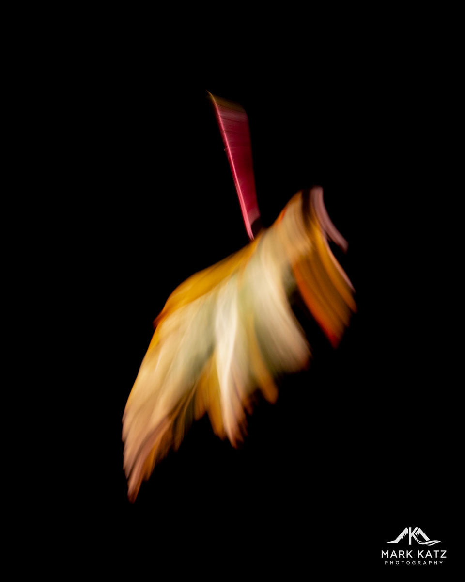 Mark Katz Photography fine art print of leaves in motion