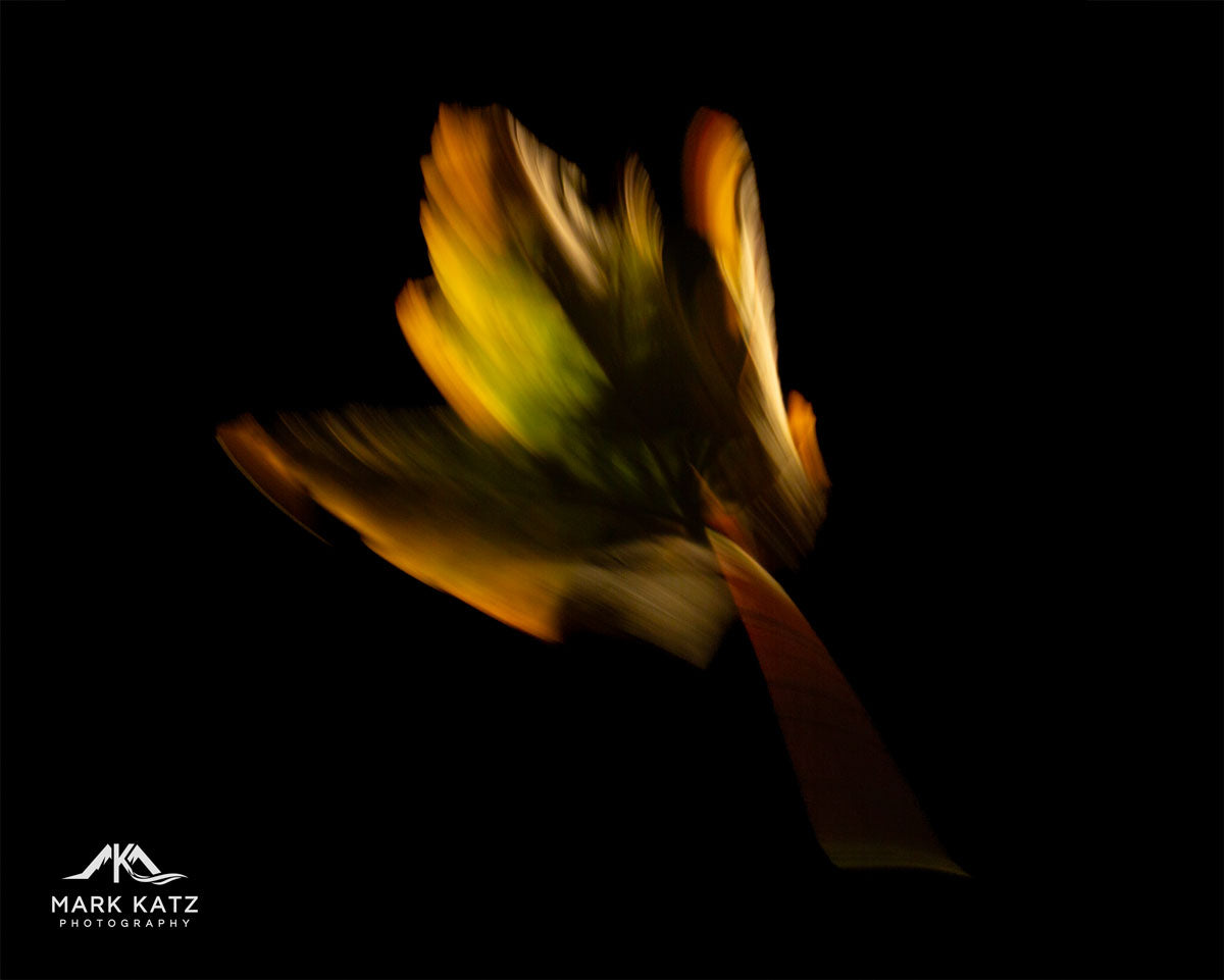 Falling leaves captured in long exposure format- wall décor by Mark Katz Photography