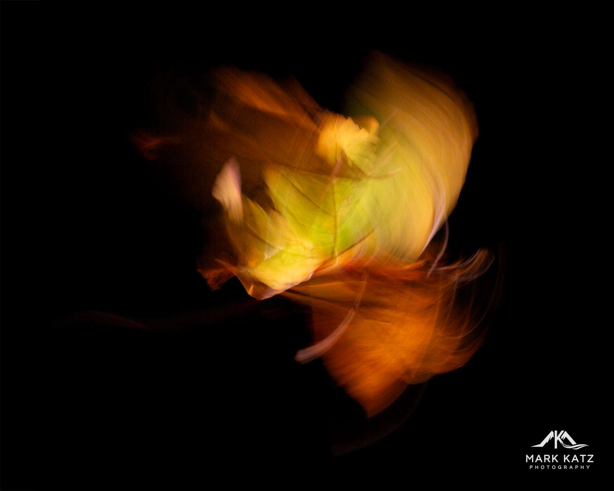Leaves in Motion (Series)-Mark Katz Photography