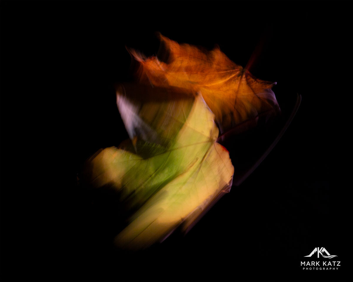 Leaves in Motion (Series)-Mark Katz Photography
