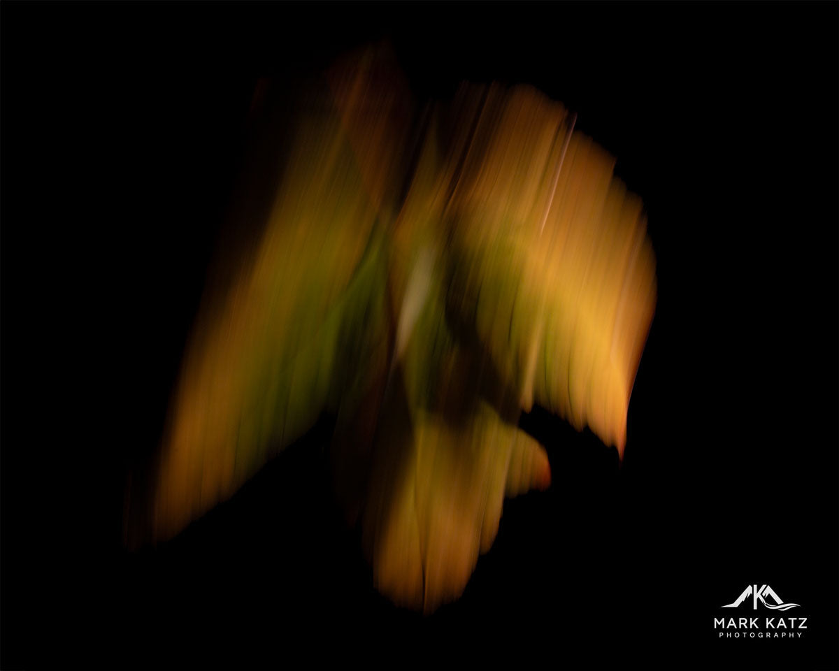 Leaves in Motion (Series)-Mark Katz Photography