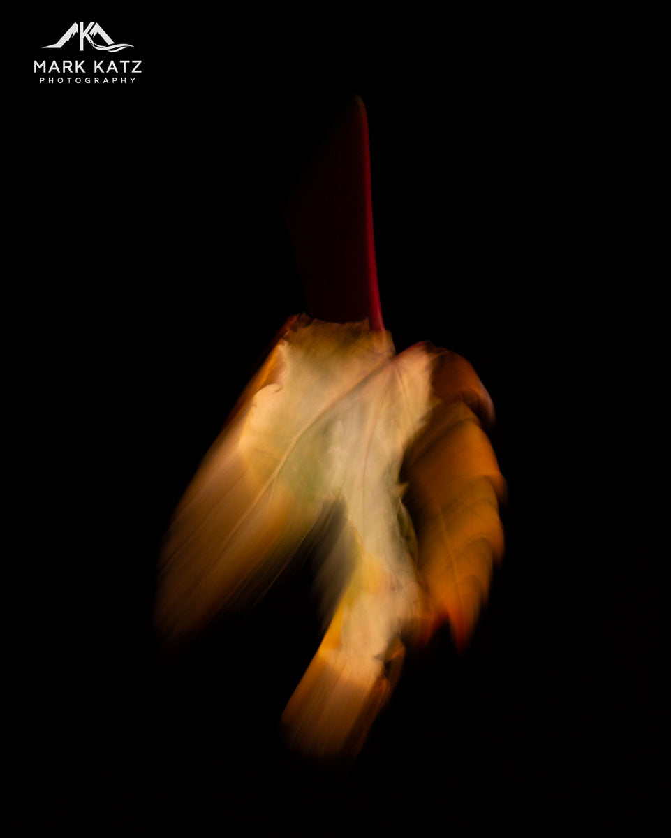Leaves in Motion (Series)-Mark Katz Photography