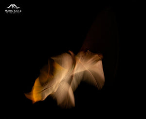 Leaves in Motion (Series)