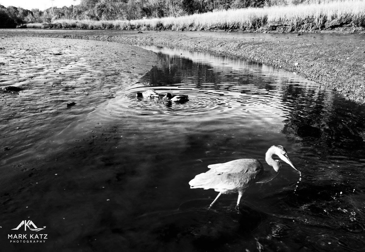 Birds gathering in marshy waters, nature’s feast captured as a fine art photography print.