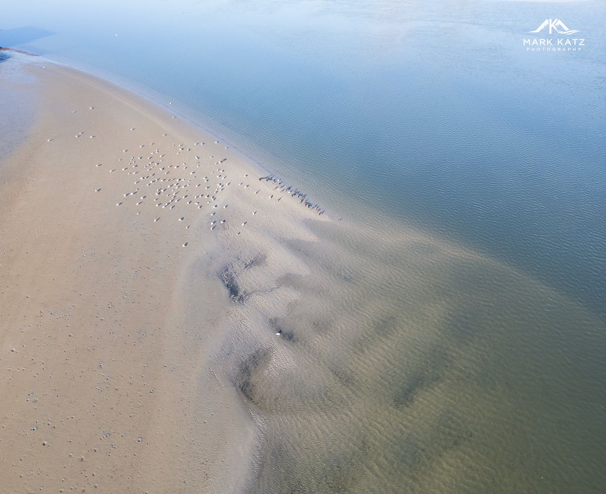 Aerial view of beach with seagulls with morning, pastel light- fine art print by Mark Katz Photography