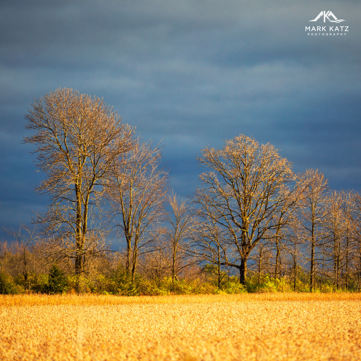 Fields of Gold