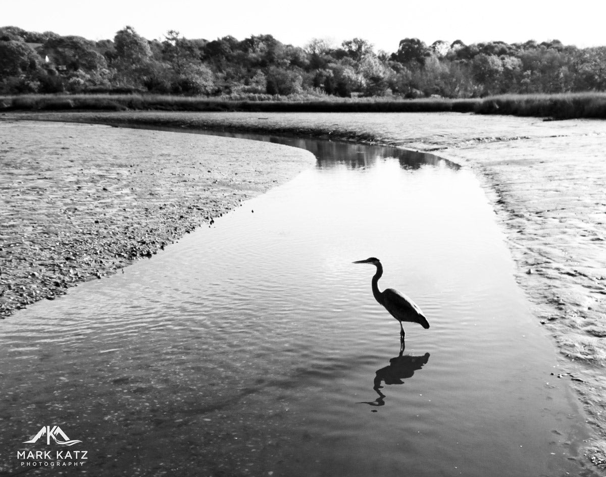 Birds wading in still waters, highlighting the beauty of natural world in fine art photography.