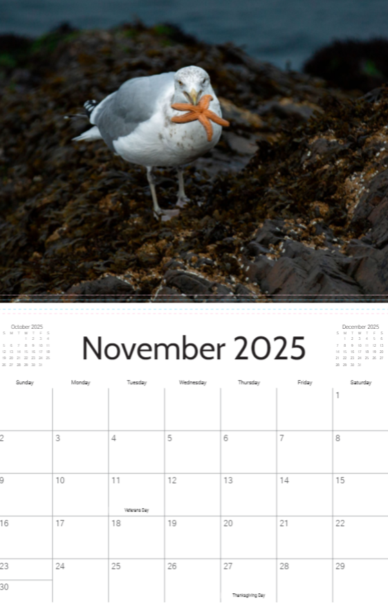 2025 Marblehead Calendar-Mark Katz Photography