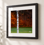 Beautiful Birch in Ebonized Oak frame with white archival mat