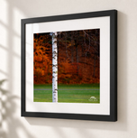 Beautiful Birch in Flat Black frame with white archival mat