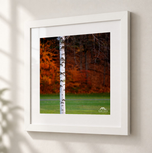 Beautiful Birch in Flat White frame with white archival mat