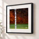 Beautiful Birch in Gallery Black frame with white archival mat