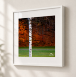 Beautiful Birch in Gallery White frame with white archival mat