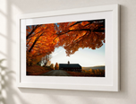 Canopy in Flat White frame with white archival mat