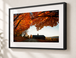 Canopy in Gallery Black frame with white archival mat
