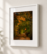 Falling in Gallery White frame with white archival mat