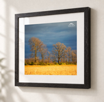 Fields of Gold in Ebonized Oak frame with white archival mat