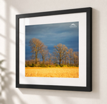 Fields of Gold in Flat Black frame with white archival mat
